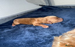Cavapoo dogs for sale: Cavapoo puppies!!  - Image 6