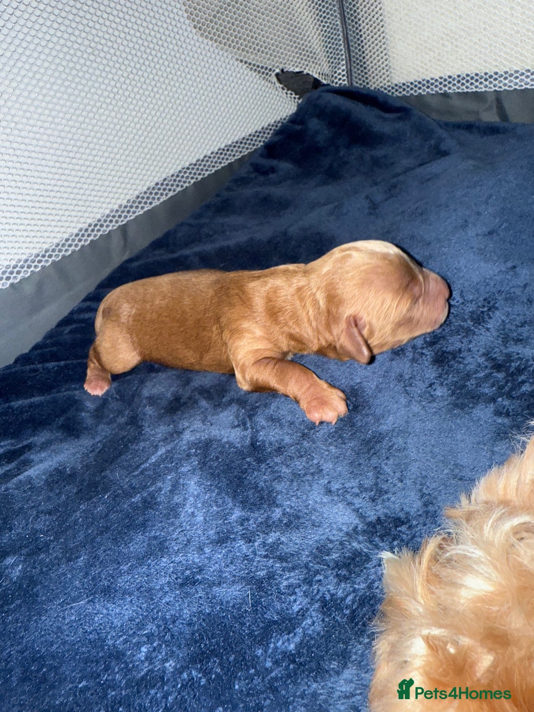 Cavapoo dogs for sale: Cavapoo puppies!!  - Image 6