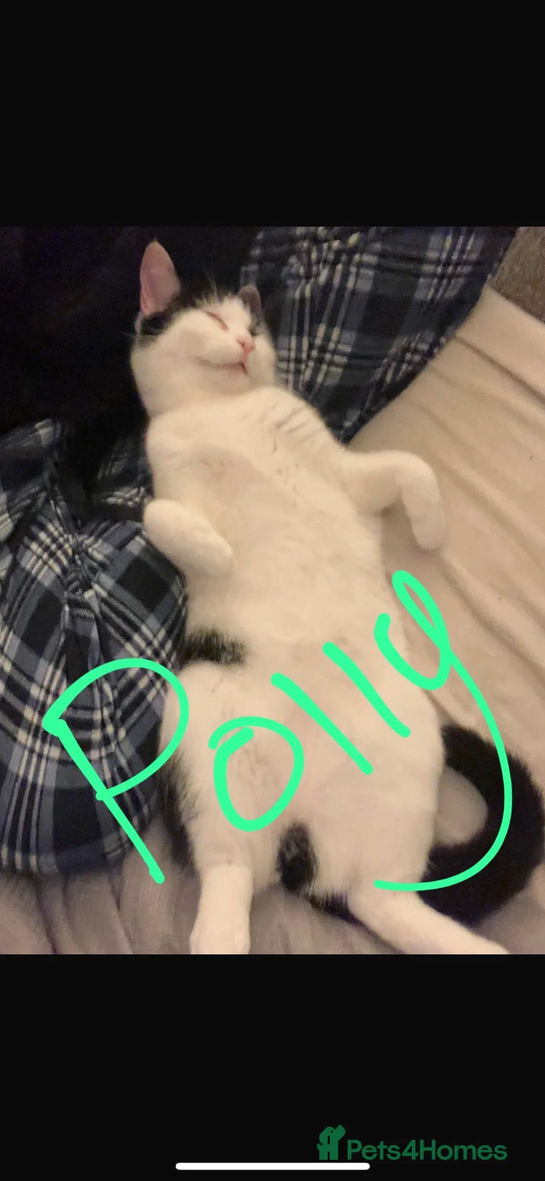 Mixed Breed cats for sale: 4 cats- URGENT PLEASE READ DESCRIPTION  - Advert 2