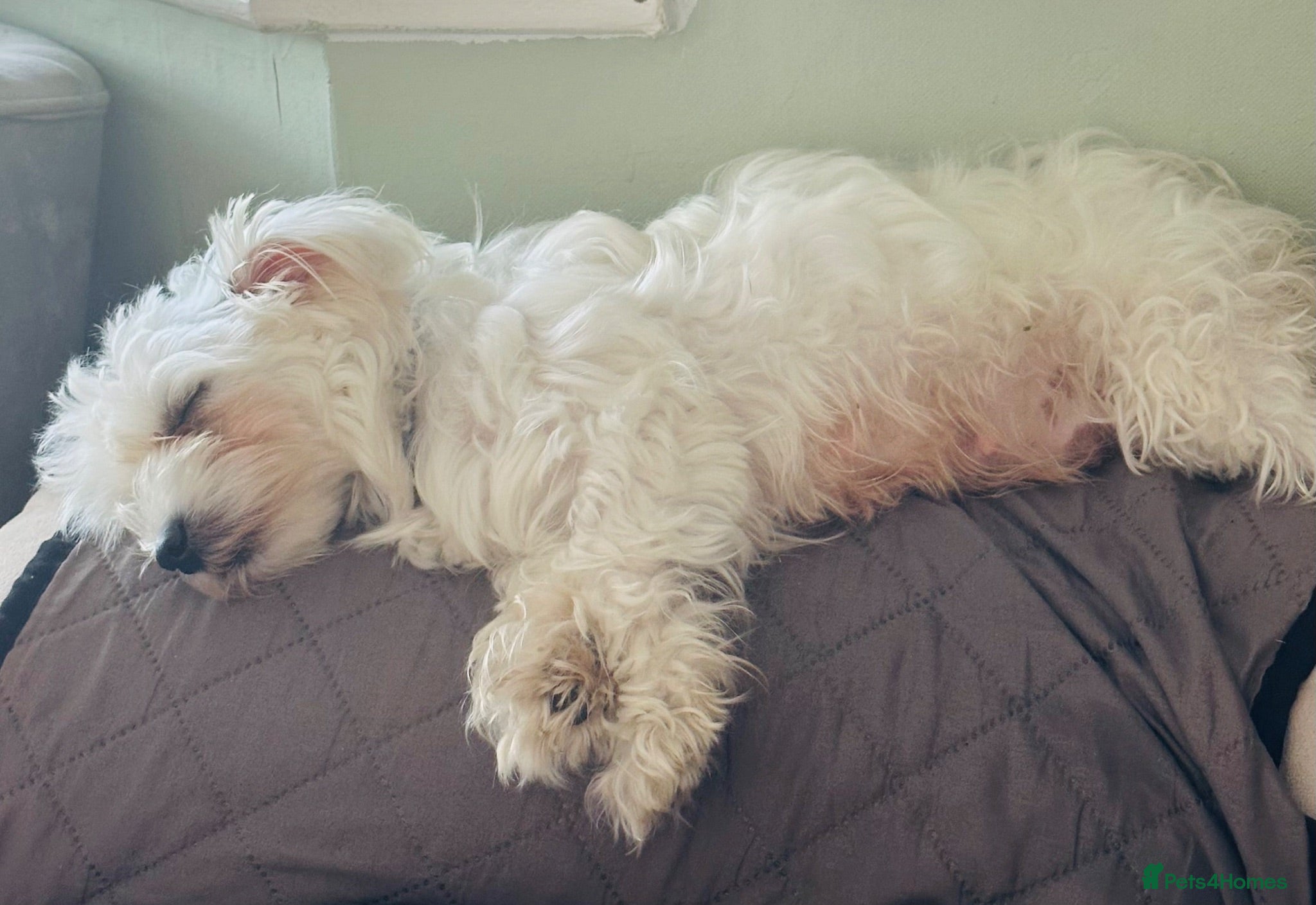 Maltese dogs Mini Maltese puppies for sale - Advert 1