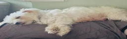 Maltese dogs for sale: Mini Maltese puppies for sale in Westgate-on-Sea - Advert 1