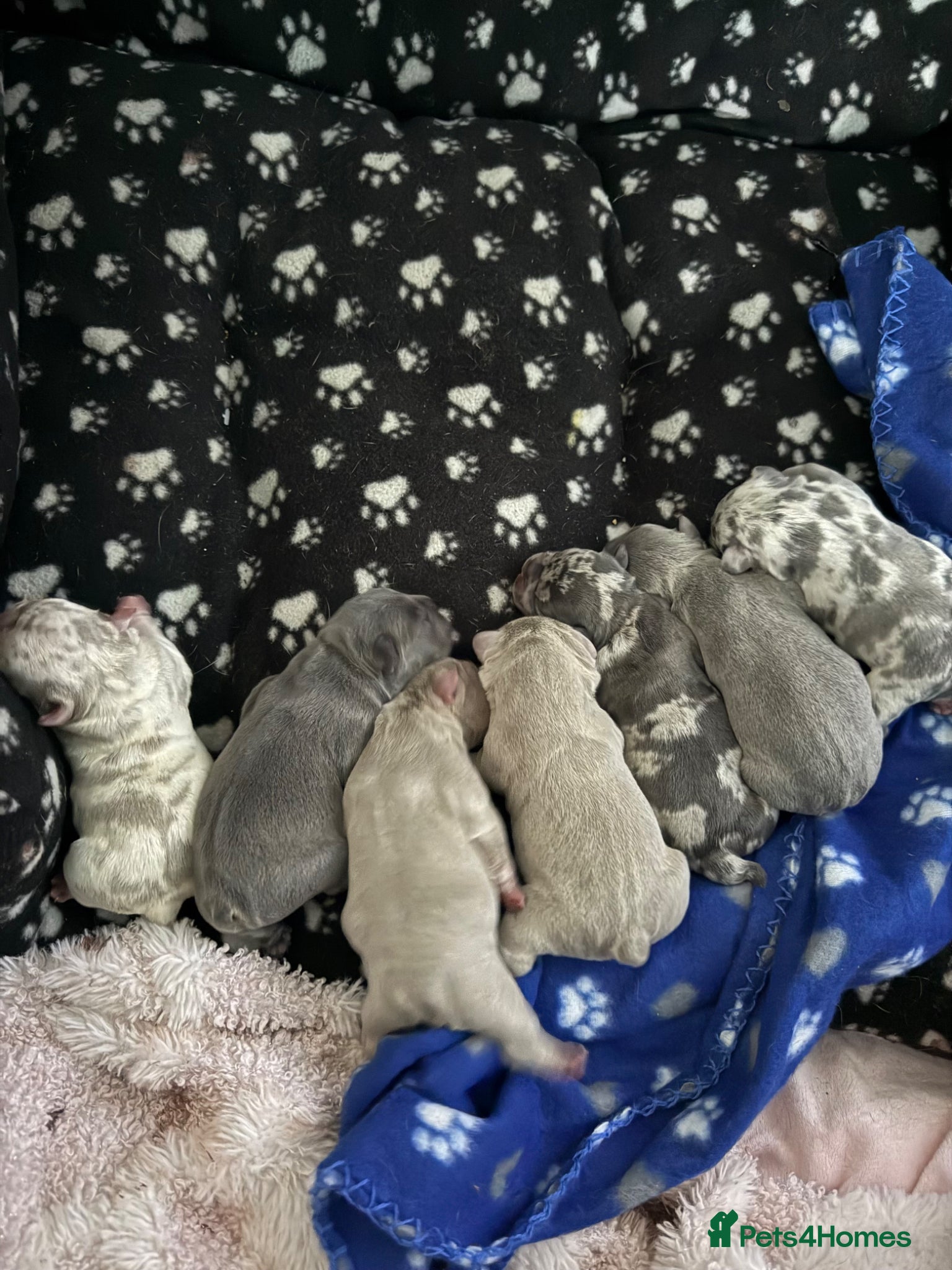 French Bulldog dogs Luxury French Bulldog Puppies for Sale - Advert 3