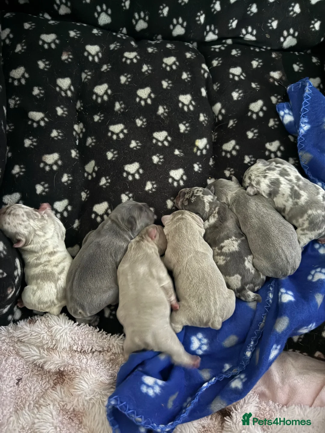 French Bulldog dogs for sale: Luxury French Bulldog Puppies for Sale - Advert 1