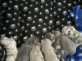 French Bulldog dogs Luxury French Bulldog Puppies for Sale - Advert 9