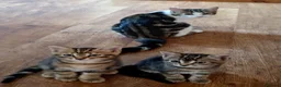 Mixed Breed cats for sale: Beautiful Bengal cross kittens in Maidstone - Advert 3