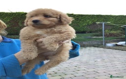 Bernedoodle dogs for sale: Rare Toy bernedoodles  - Image 7