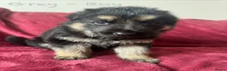 German Shepherd dogs for sale: Stunning Family Raised German Shepherd Puppies - Advert 14