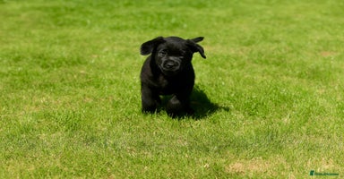 Labrador Retriever dogs - Advert 6