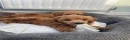 Toy Poodle dogs for sale: Red toy poodles  - Advert 11