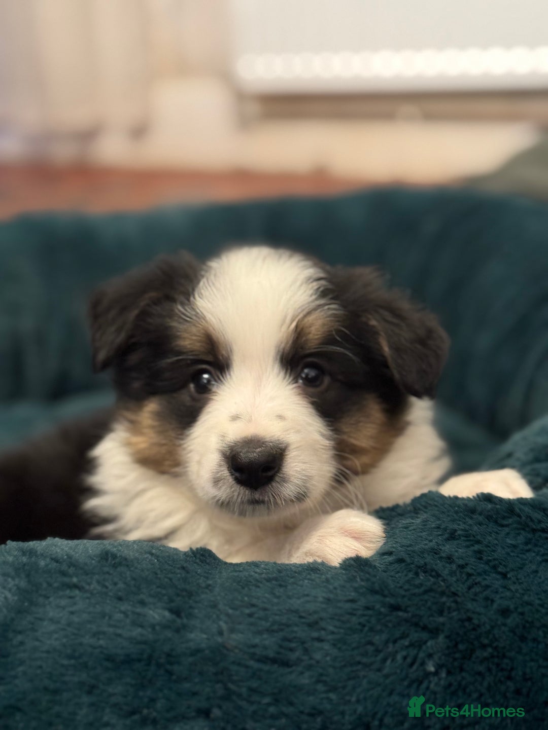 Border Collie dogs for sale: Pure Bred Border Collie Puppies For Sale - Advert 31