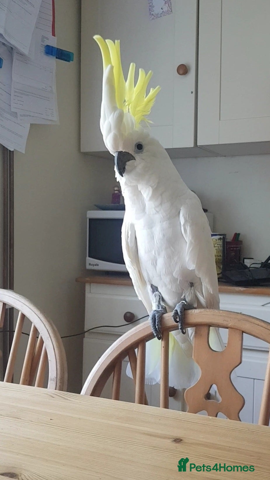 Cockatoo birds Sulphur Crested Cockatoo - Advert 1