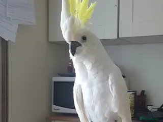 Cockatoo birds Sulphur Crested Cockatoo - Advert 5