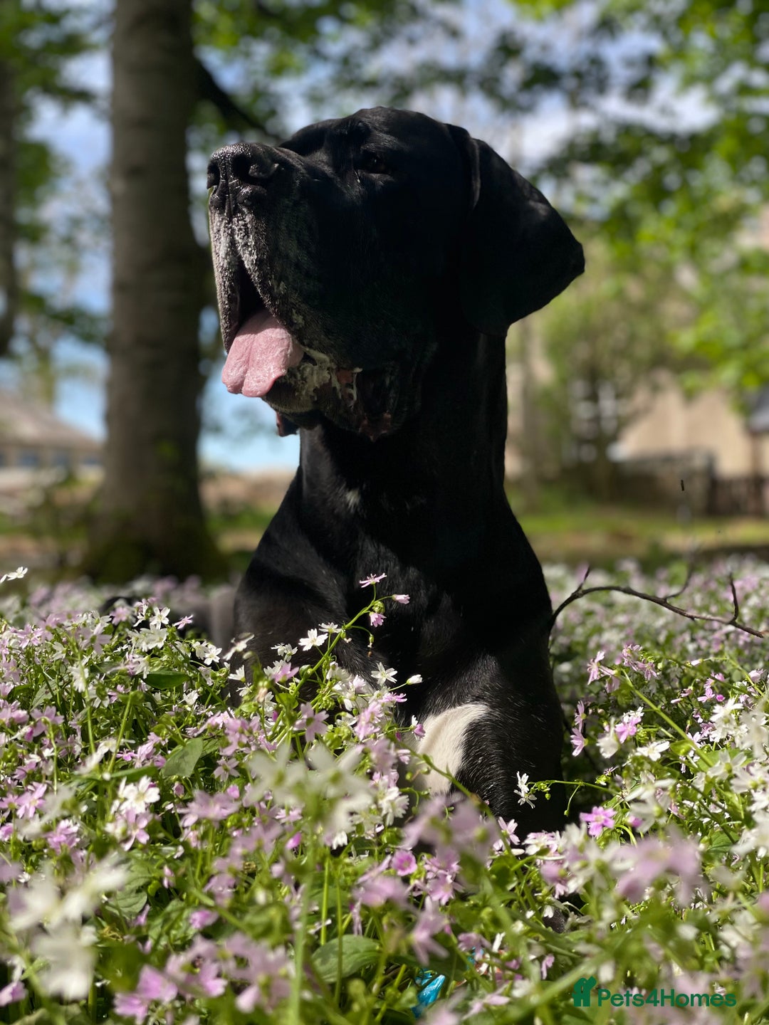 Great Dane dogs for stud: Free Stud BUT Will take a Puppy of Choice Instead in Huntly - Advert 4