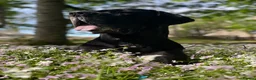 Great Dane dogs for stud: Free Stud BUT Will take a Puppy of Choice Instead in Huntly - Advert 4