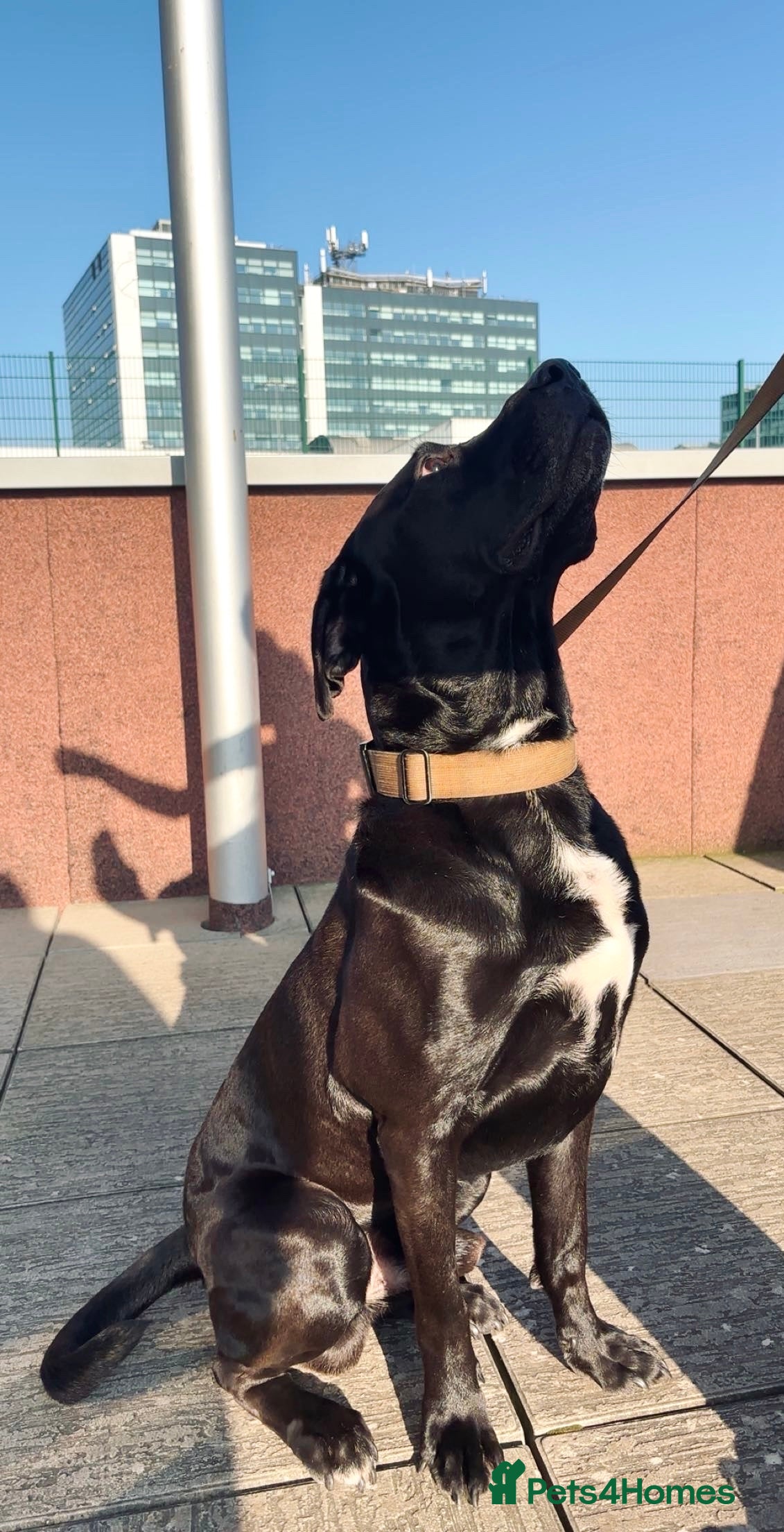 Mixed Breed dogs Gorgeous loving boy  - Advert 1