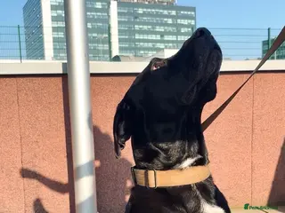 Mixed Breed dogs Gorgeous loving boy - Advert 1