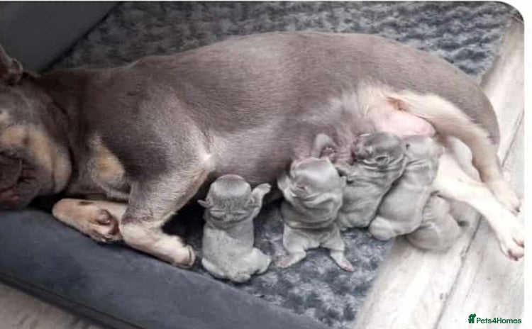 French Bulldog dogs - Advert 3