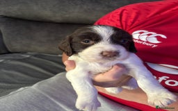 English Springer Spaniel dogs for sale: Beautiful English Springer Spaniel Puppies  - Image 14