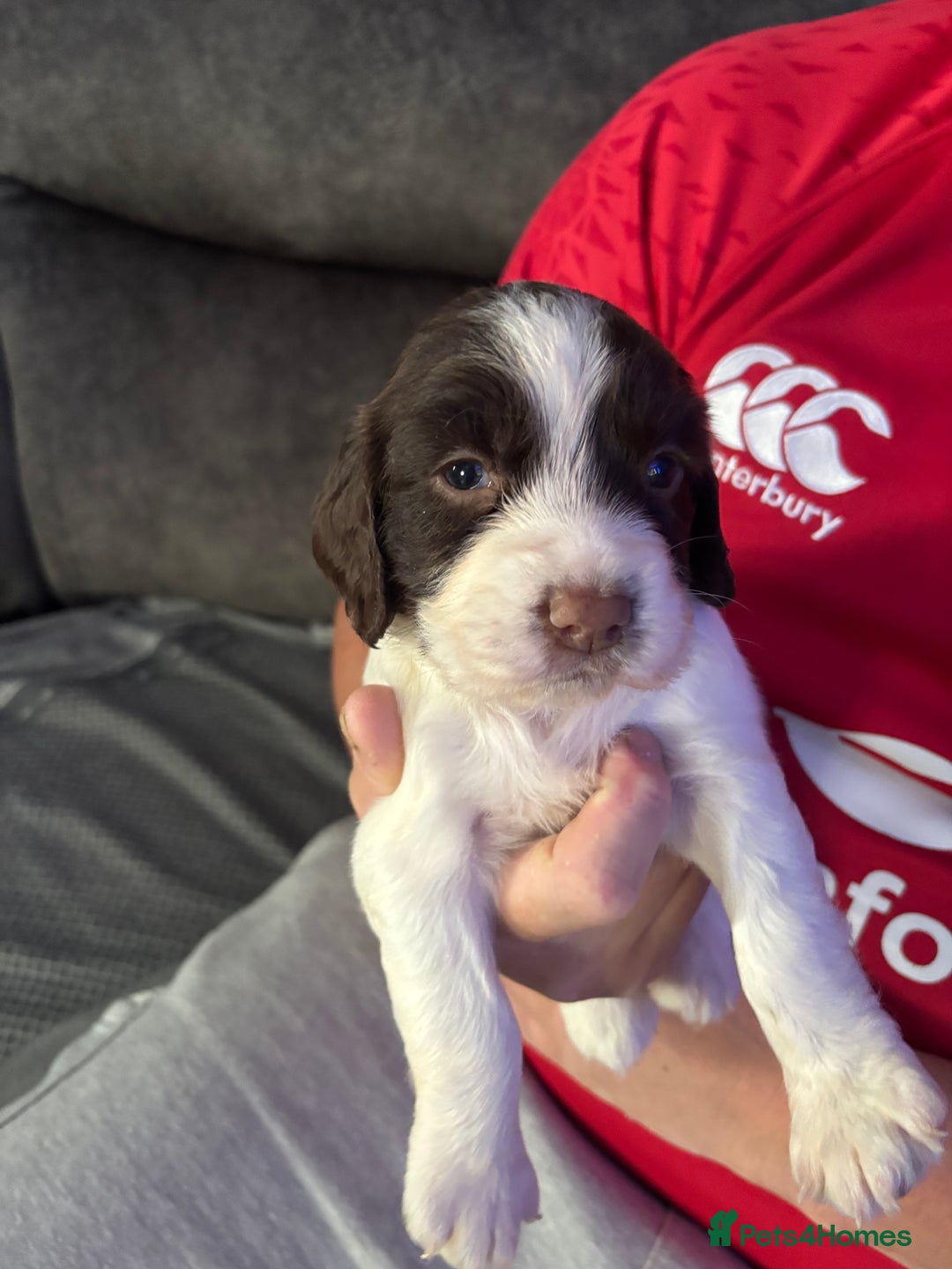 English Springer Spaniel dogs for sale: Beautiful English Springer Spaniel Puppies  - Image 14