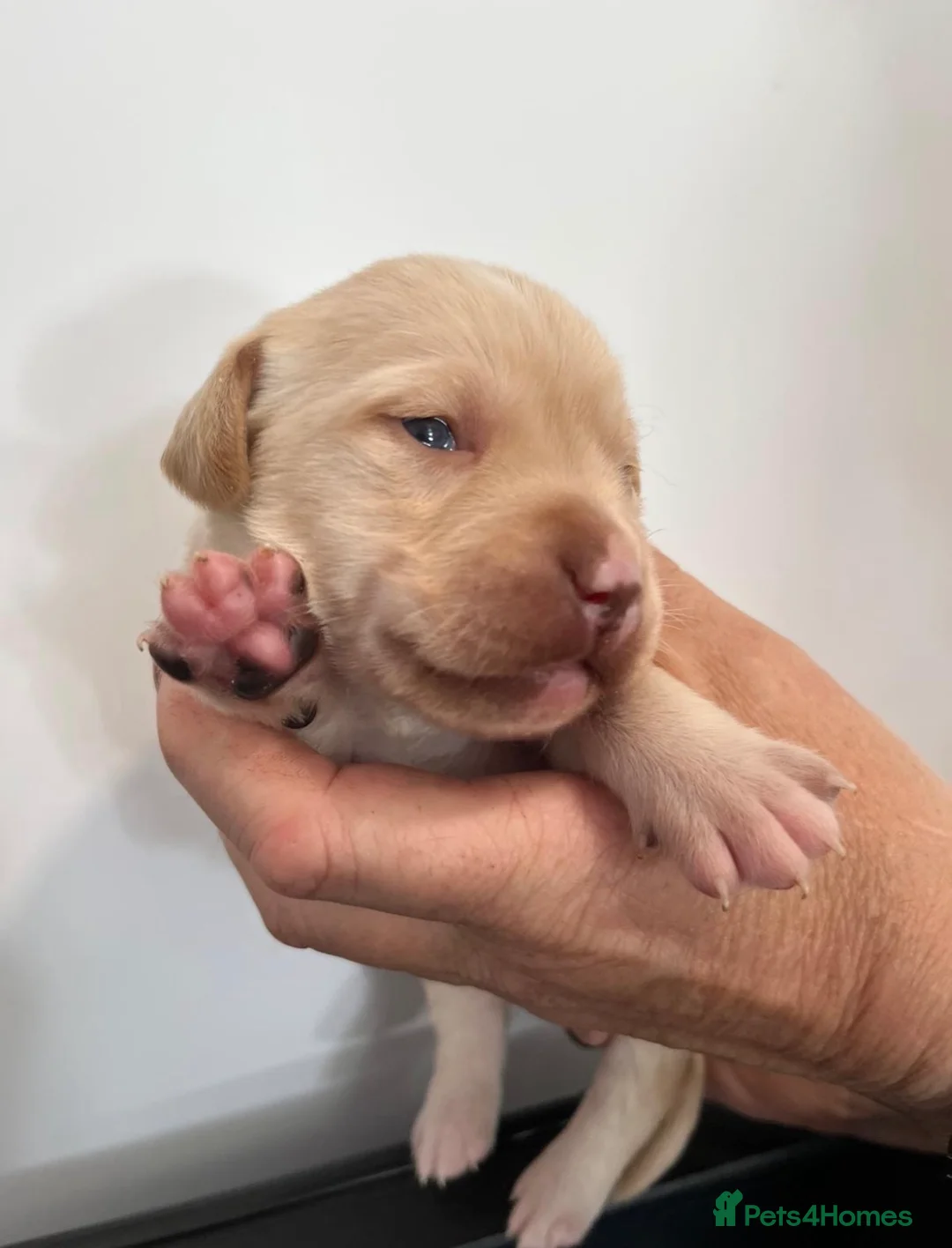 Labrador Retriever dogs for sale: RKC Working Chocolate and Yellow Labradors  - Advert 2