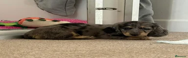 Miniature Dachshund 2