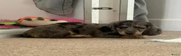 Miniature Dachshund dogs for sale: Beautiful Miniatures  in Edinburgh - Advert 11