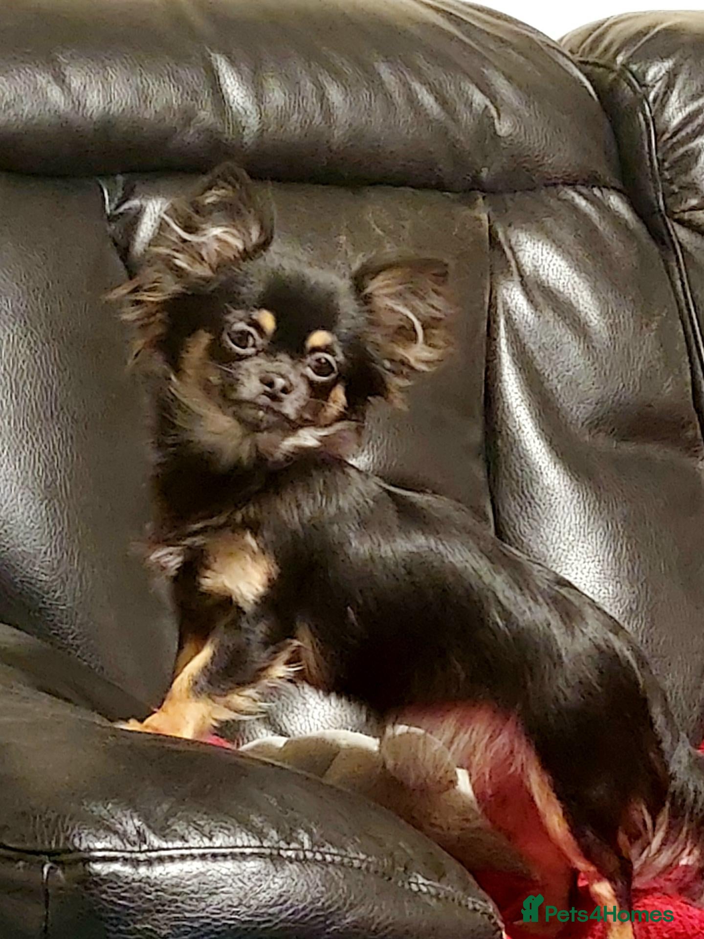 Chihuahua dogs Beautiful Long-Haired Chihuahua Puppies - Advert 4