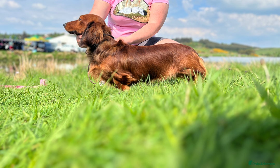 Miniature Dachshund dogs for stud: Miniature long hair(crufts qualified for life) in Bridge of Weir - Image 7