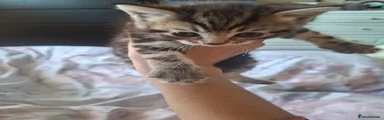 Domestic Shorthair 2