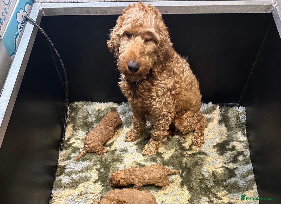 Cockapoo dogs for sale: ⭐️Cockapoo puppies F1b⭐️ - Image 9