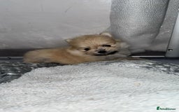 Pomeranian dogs for sale: Pomeranian pups🩵🩷 - Image 11