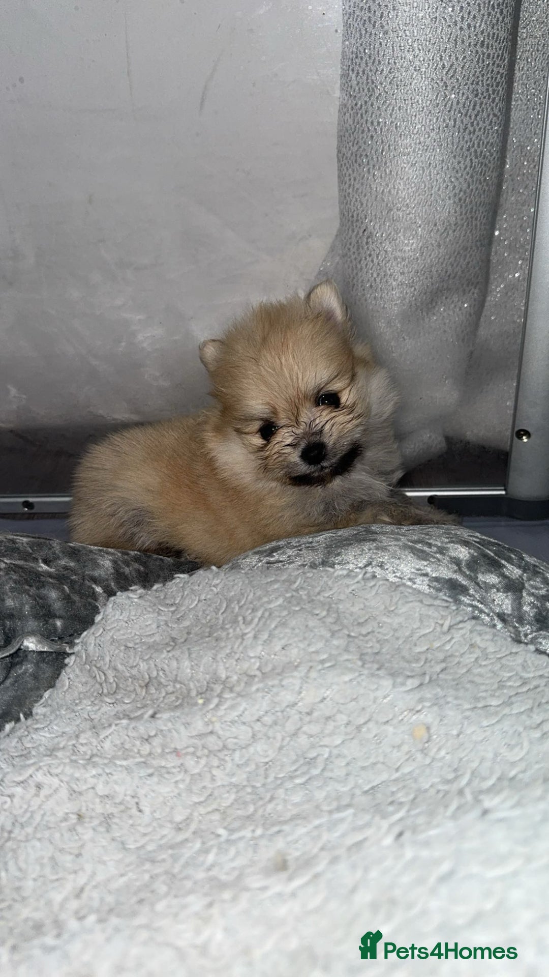 Pomeranian dogs for sale: Pomeranian pups🩵🩷 - Image 11