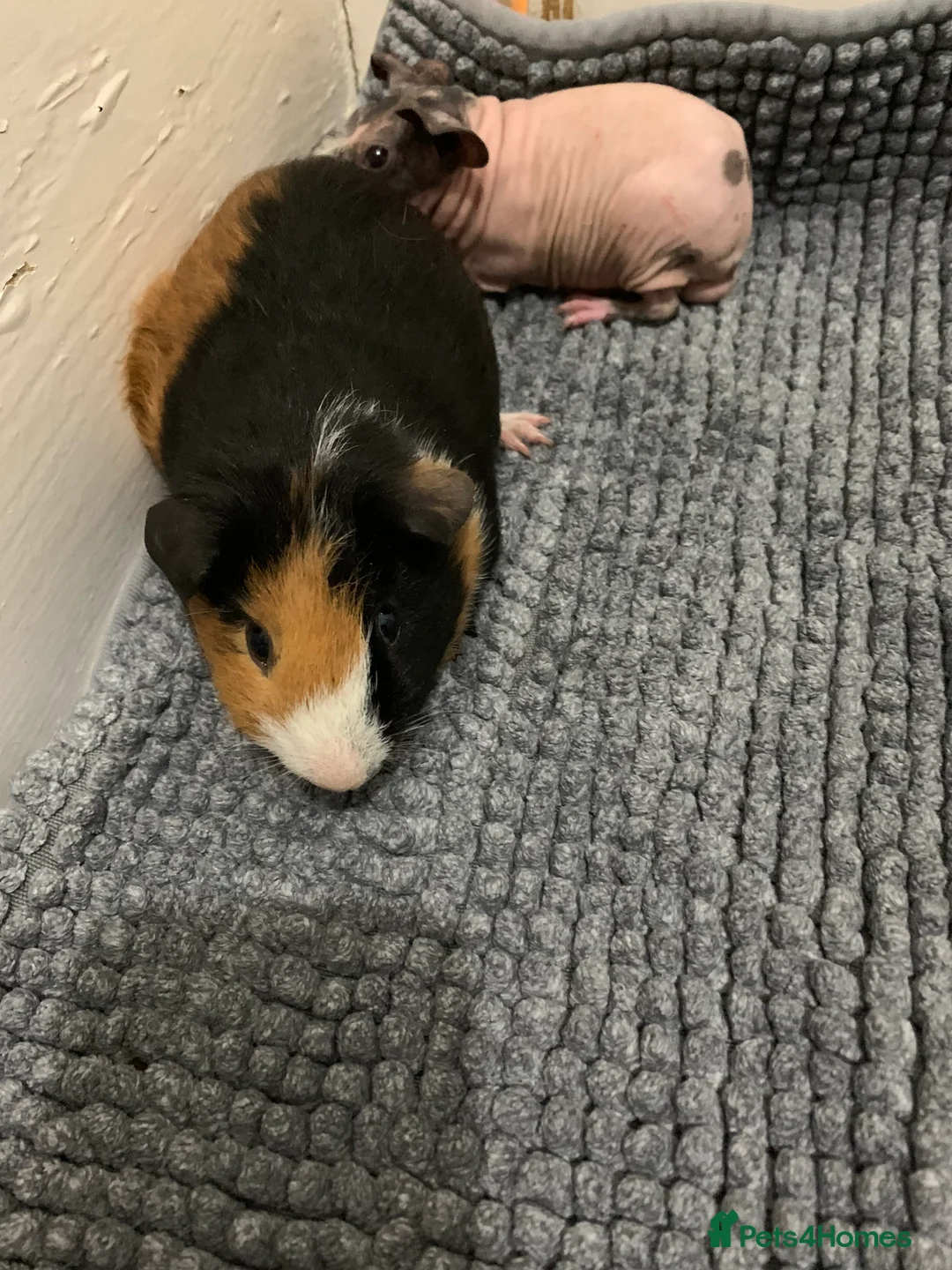 Guinea Pig rodents for sale: Skinny Pigs and Skinny Carriers - Advert 19