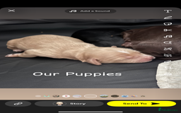 Cavapoo dogs for sale: Cavapoo puppies looking for forever homes - Image 2