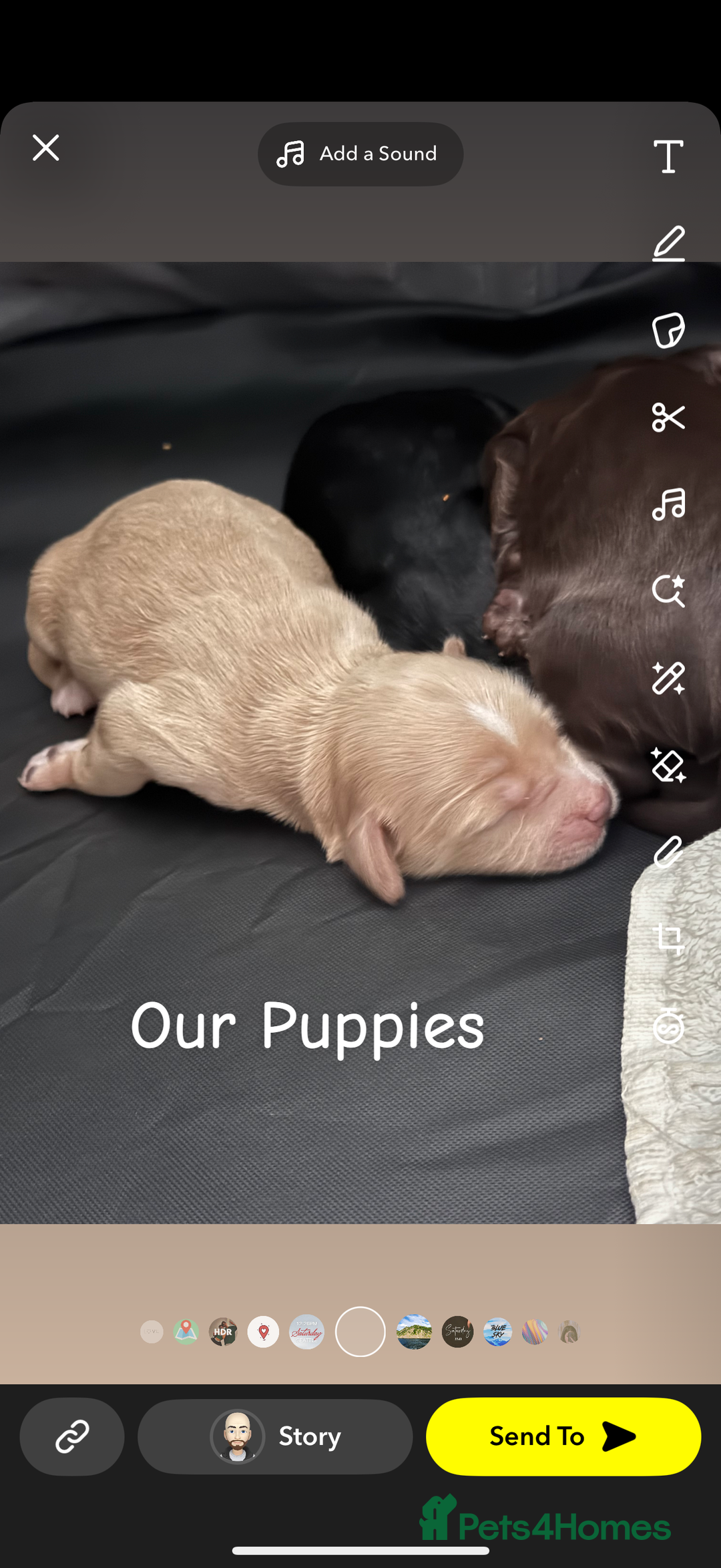 Cavapoo dogs for sale: Cavapoo puppies looking for forever homes - Image 2