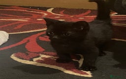 Mixed Breed cats for sale: 3 Beutiful kittens - Image 8