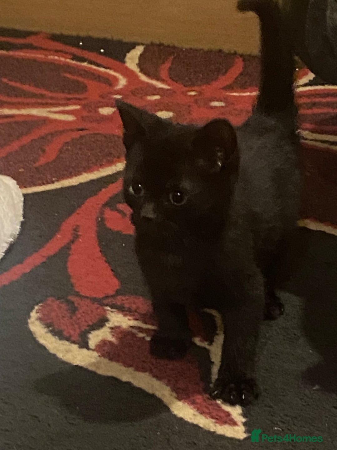 Mixed Breed cats for sale: 3 Beutiful kittens - Image 8