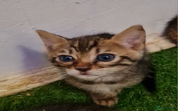 Bengal cats for sale: 6 beautiful bengal kittens ready soon  - Image 6