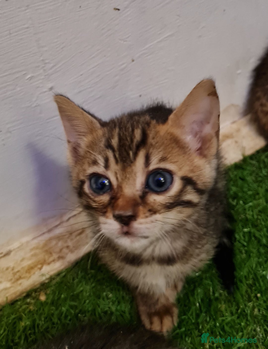 Bengal cats for sale: 6 beautiful bengal kittens ready soon  - Image 6