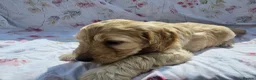 Cockapoo dogs for sale: F1 cockapoo puppies  - Advert 19
