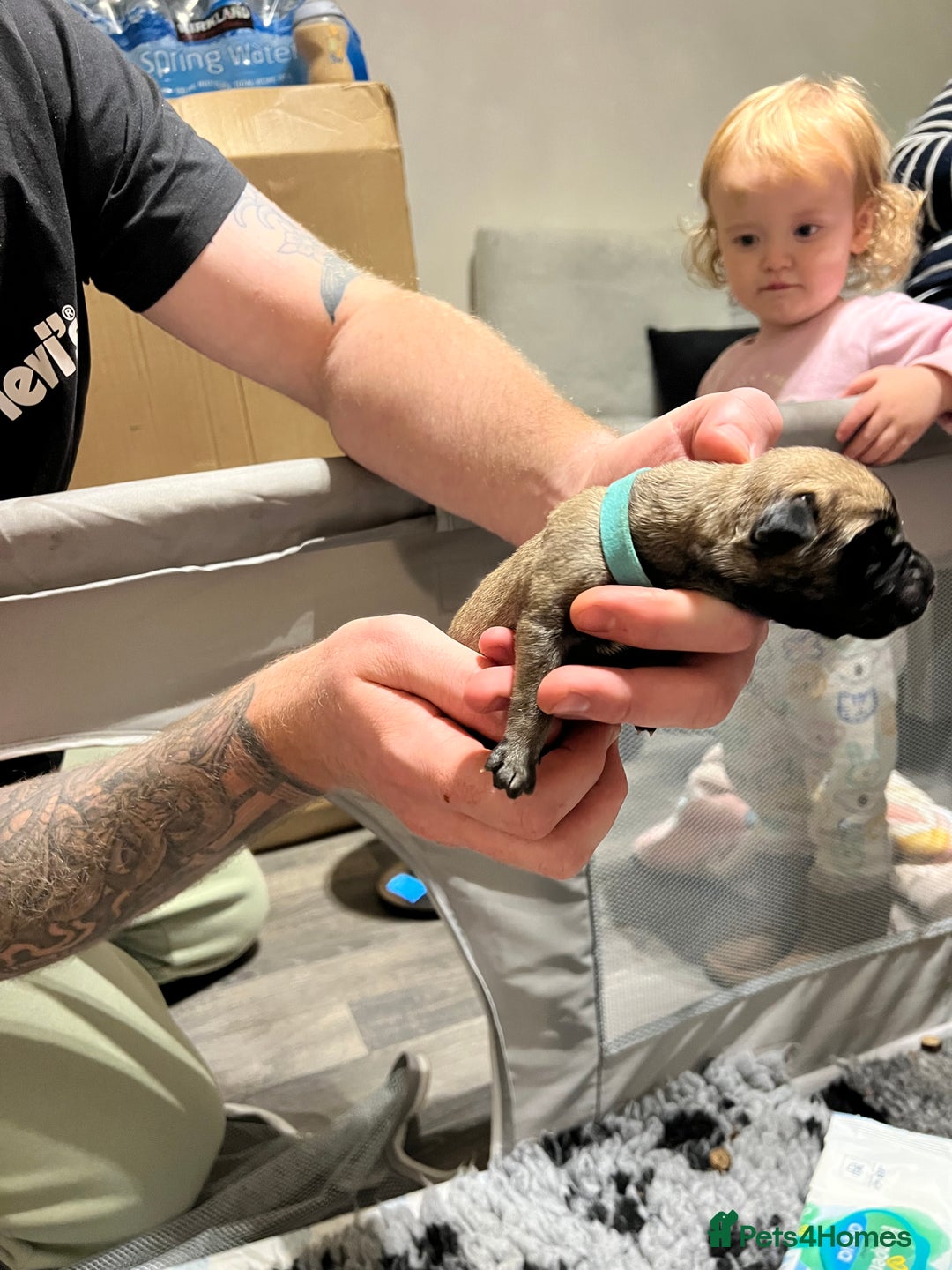 Cane Corso dogs for sale: Litter of 10 cane corso puppies family reared  - Advert 6