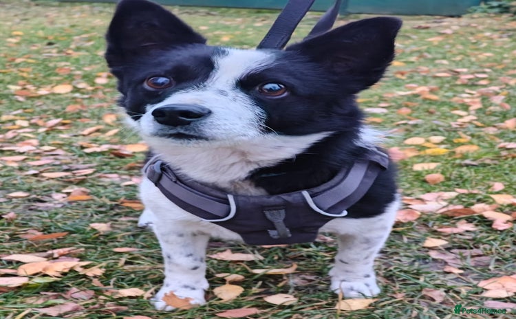 Mixed Breed dogs 💙🐶Bobby -3 yo small boy with spirit of lion💙🐶 - Advert 1