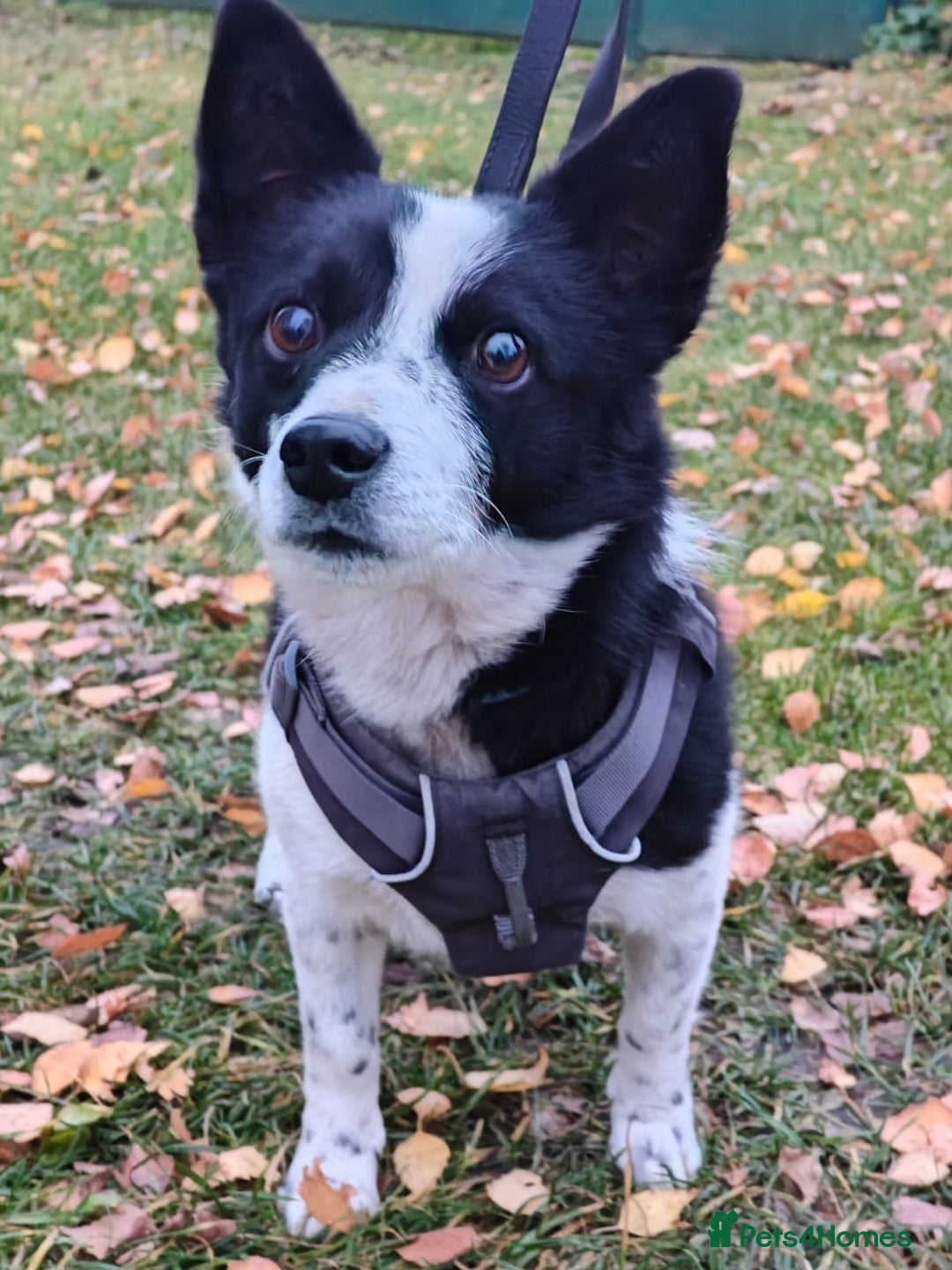 Mixed Breed dogs for adoption: 💙🐶Bobby -3 yo small boy with spirit of lion💙🐶 - Advert 1
