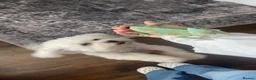 Chameleon reptiles for sale: Yemen Chameleon  in Hull - Advert 7