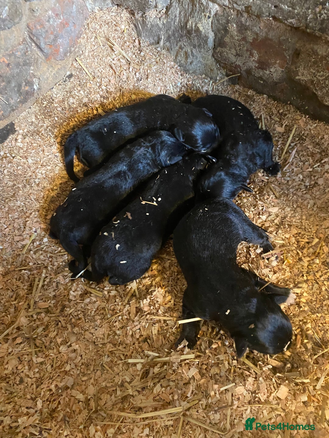 Borador dogs for sale: Perfect Collie x Lab Puppies! Perfect Family Pets - Image 10