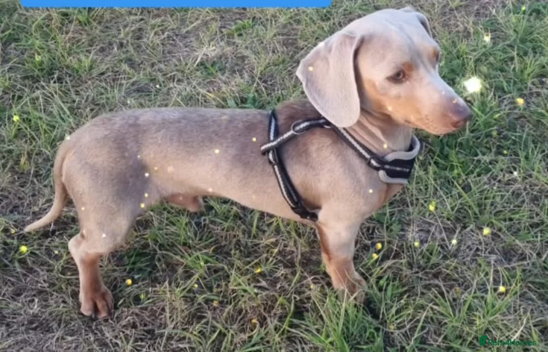 Dachshund dogs for sale: Long and short haired dachshund puppies - Image 6