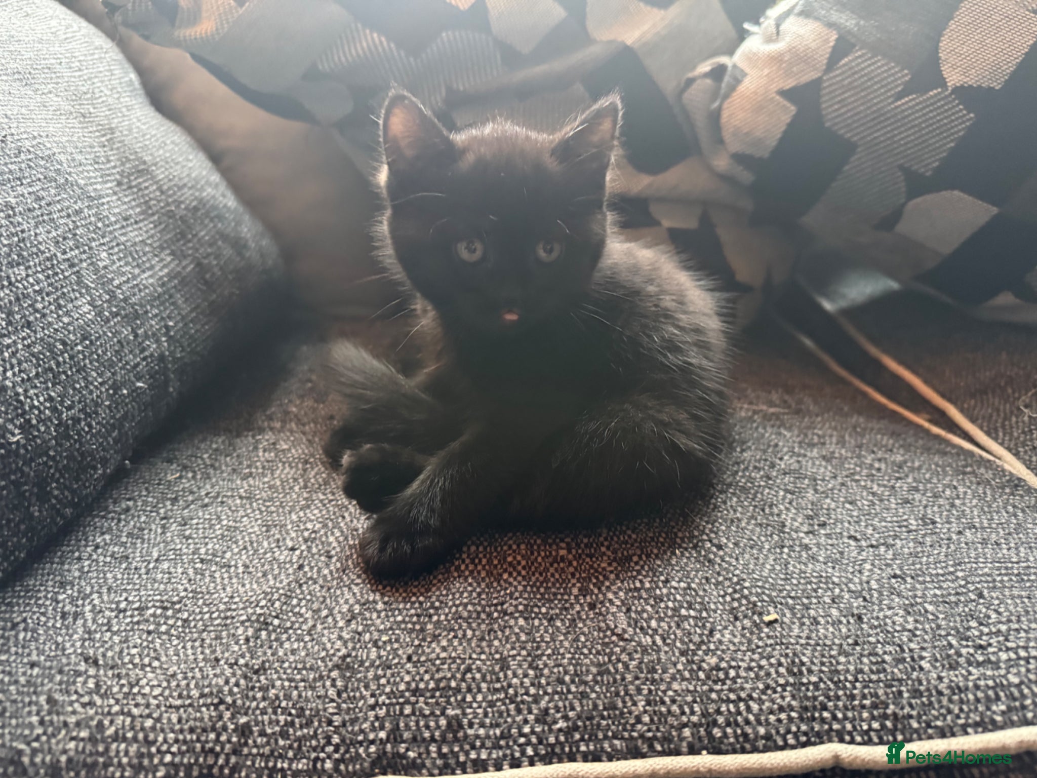 Mixed Breed cats for sale: 2 beautiful female kittens available  - Advert 7