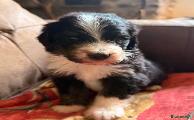 Bernedoodle dogs - Advert 1