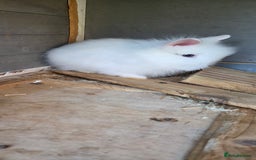 Lionhead rabbits for sale: Three beautiful purebred lion head babies  - Image 1