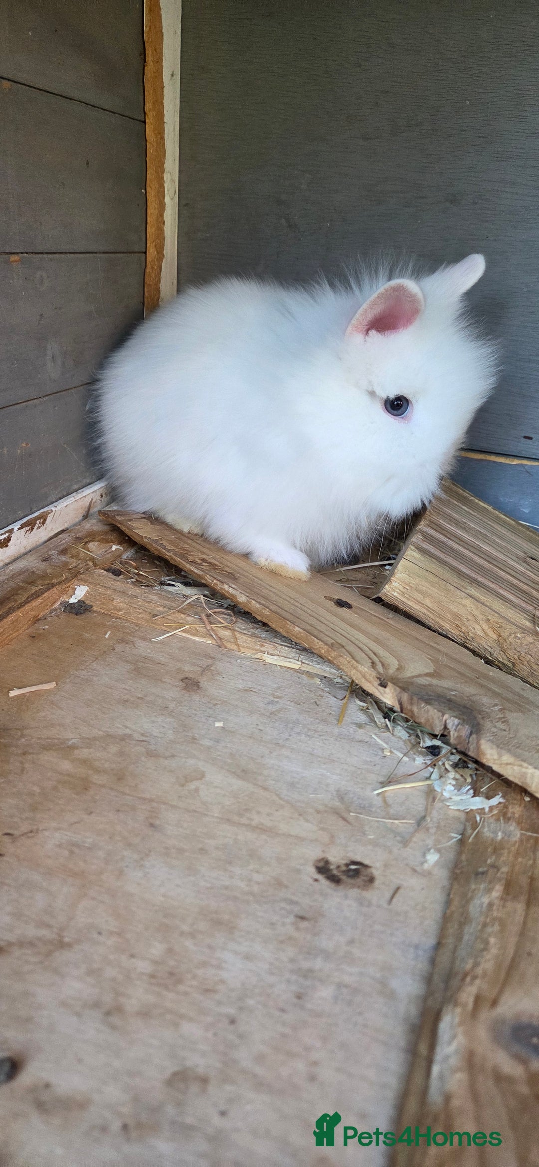 Lionhead rabbits for sale: Three beautiful purebred lion head babies  - Image 1